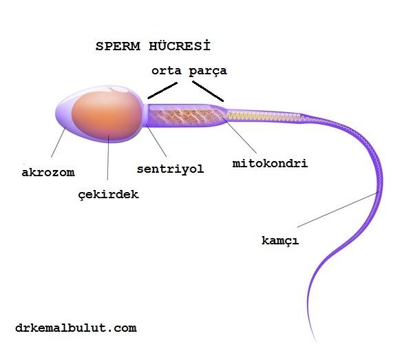 Normal morfolojiye sahip sperm hücresinin bölümleri