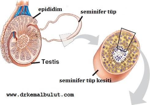 Testis, epididim ve seminifed tüpler 