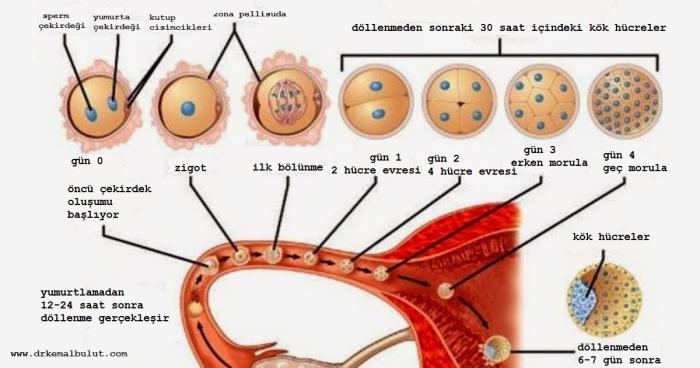 Ovülasyon sonrası ortamda yeterli sperm hücresi varsa gertilizasyon 12-24 ssat içinde gerçekleşir. Embriyonun rahim içine yerleşmesi 6.-7. günde yukarıdaki aşamalardan geçerek olmaktadır.